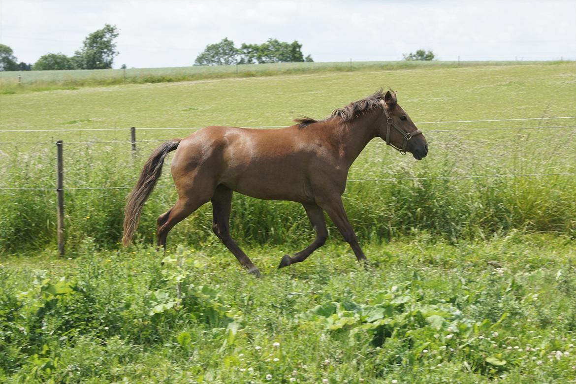 New Forest Diamond - På folden billede 5