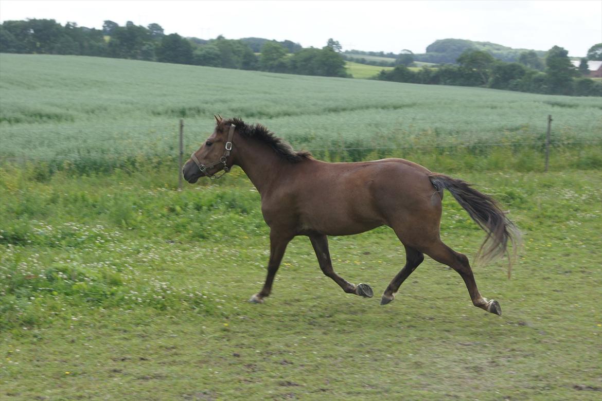 New Forest Diamond billede 6