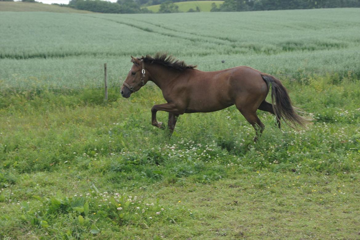 New Forest Diamond billede 7