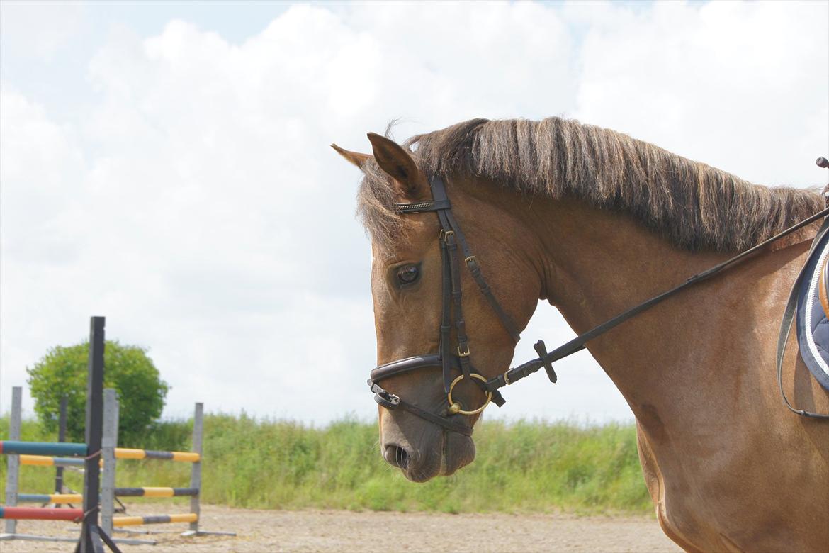 New Forest Diamond billede 10