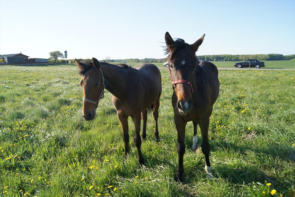 Dansk Varmblod Dortheasmindes Domino billede 11