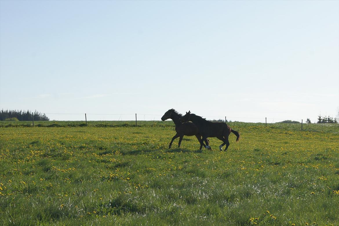 Dansk Varmblod Dortheasmindes Domino billede 12