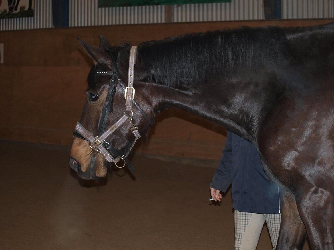 Hannoveraner Hotstuff R.I.P billede 1