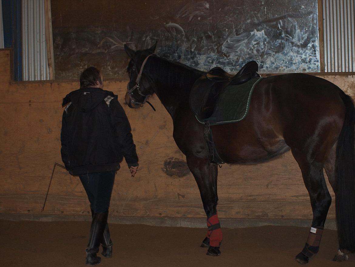 Hannoveraner Hotstuff R.I.P billede 2