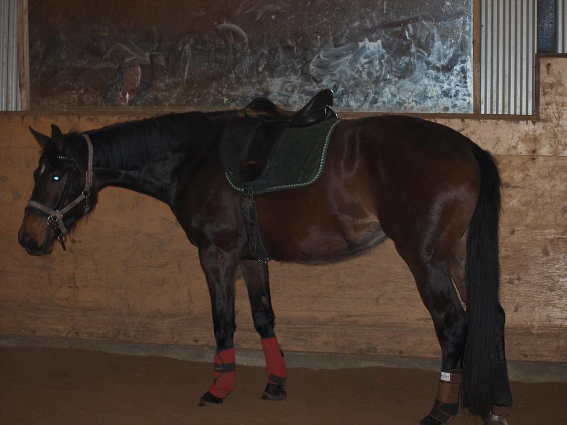 Hannoveraner Hotstuff R.I.P billede 3