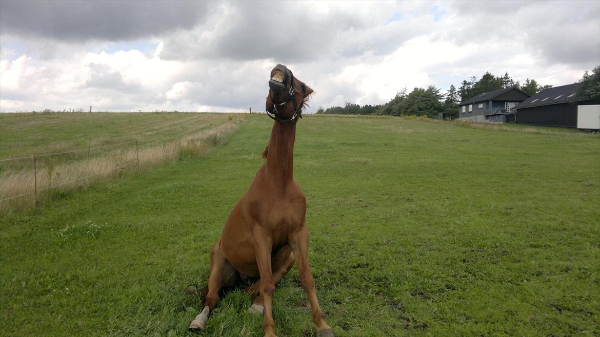 Hannoveraner Wilbert billede 11