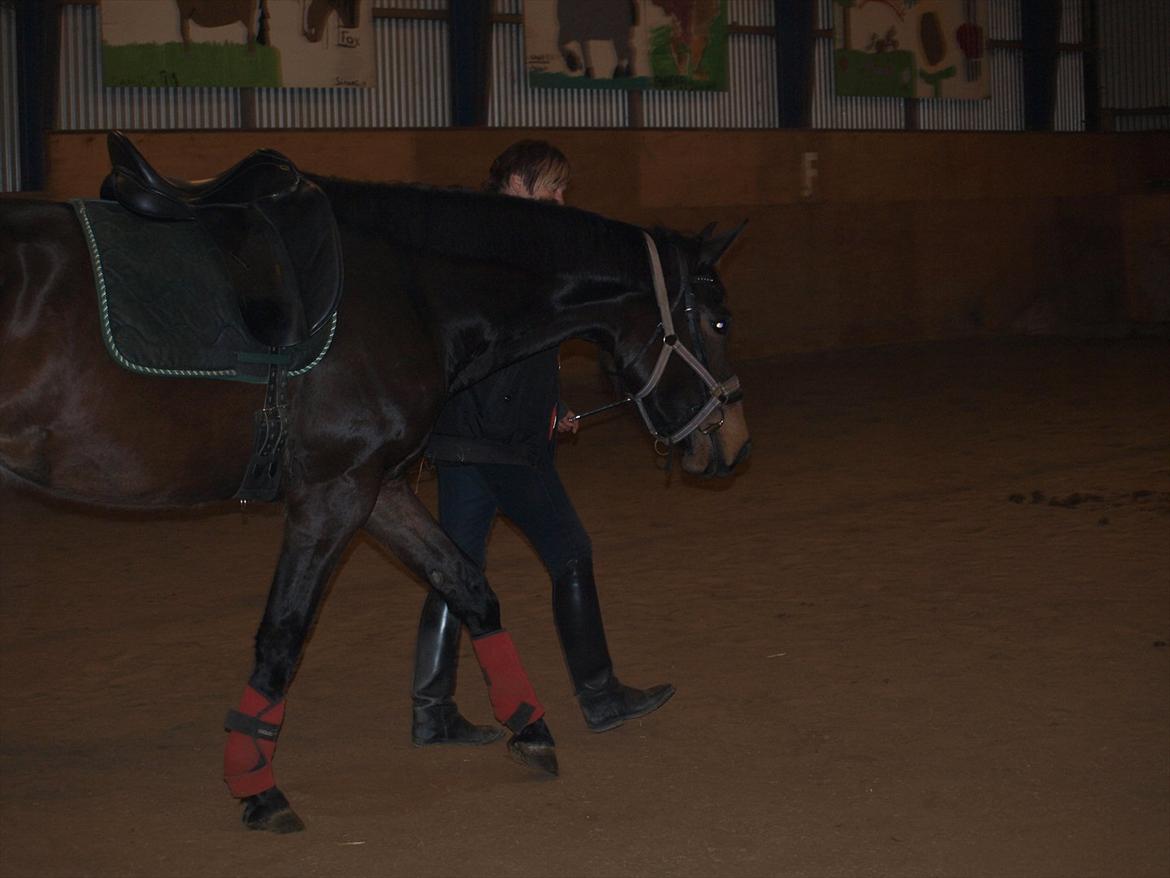 Hannoveraner Hotstuff R.I.P billede 5