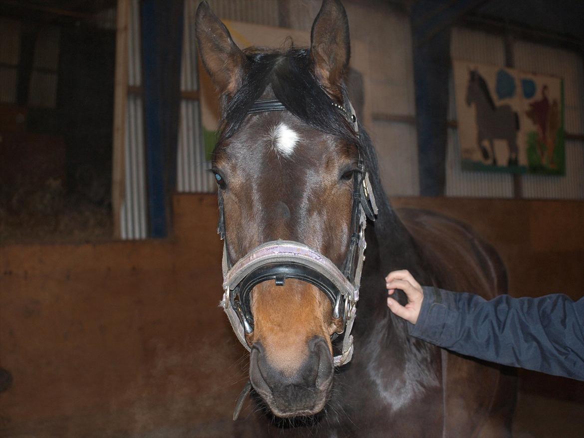 Hannoveraner Hotstuff R.I.P billede 6