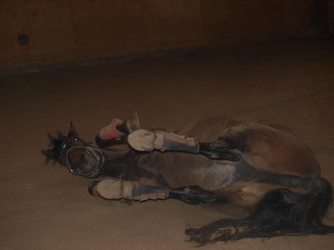 Hannoveraner Hotstuff R.I.P billede 7