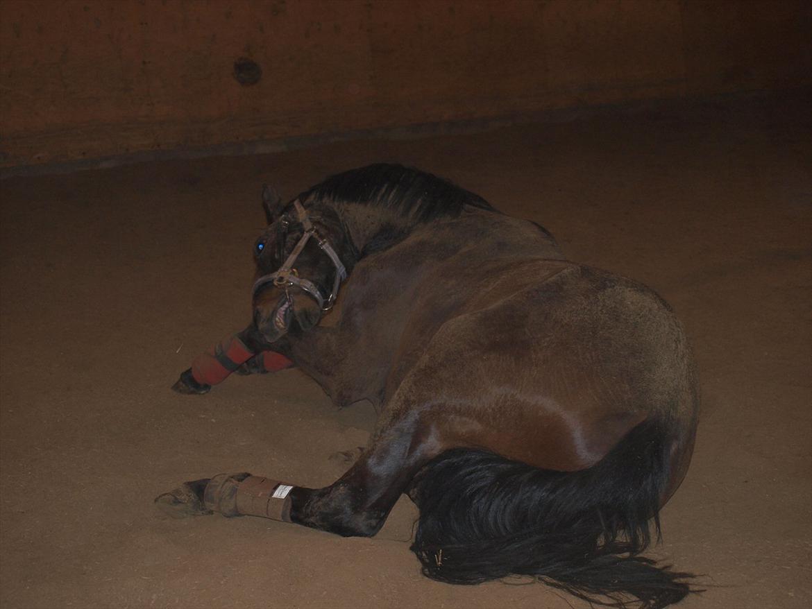 Hannoveraner Hotstuff R.I.P billede 8