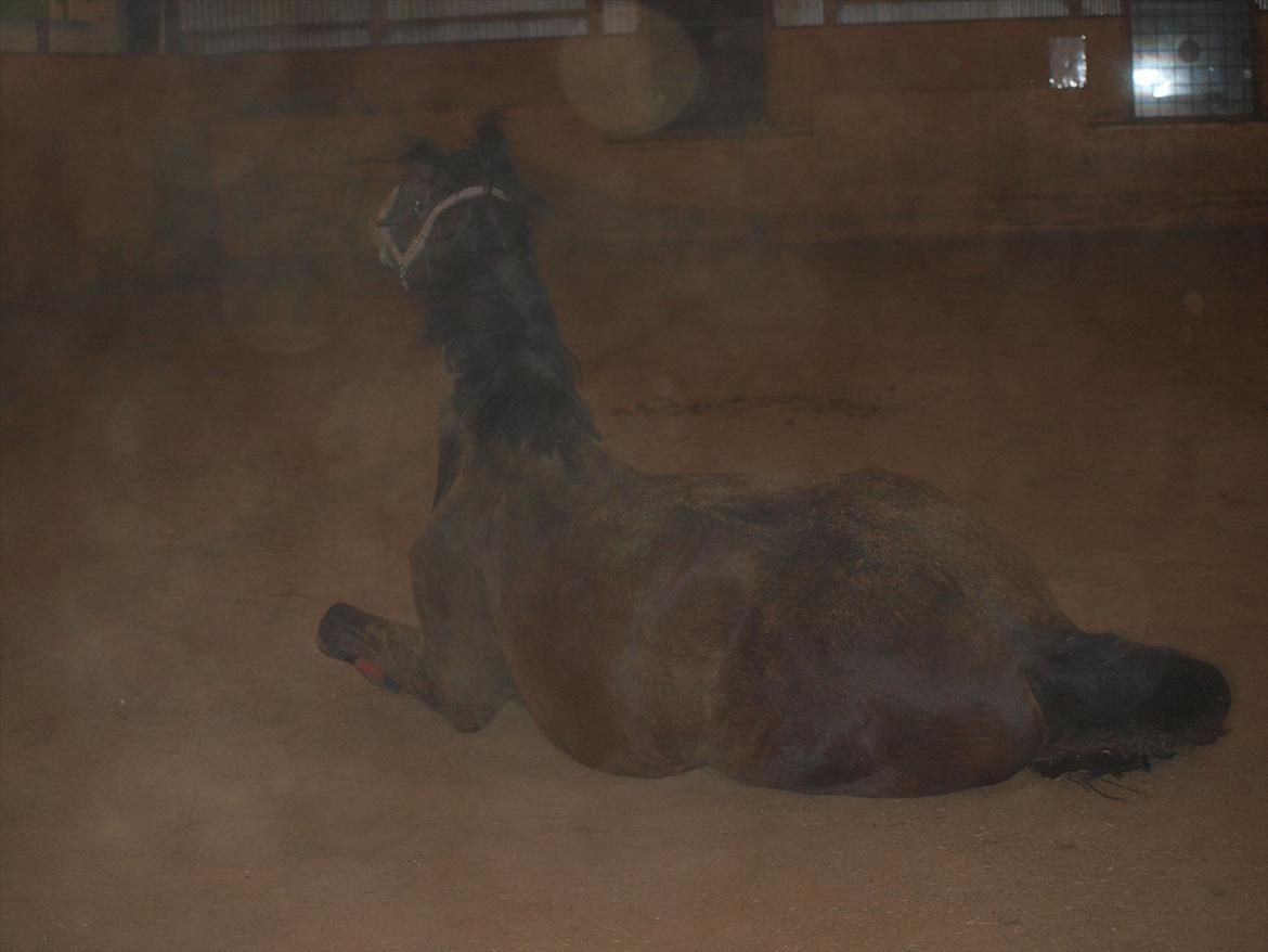 Hannoveraner Hotstuff R.I.P billede 9