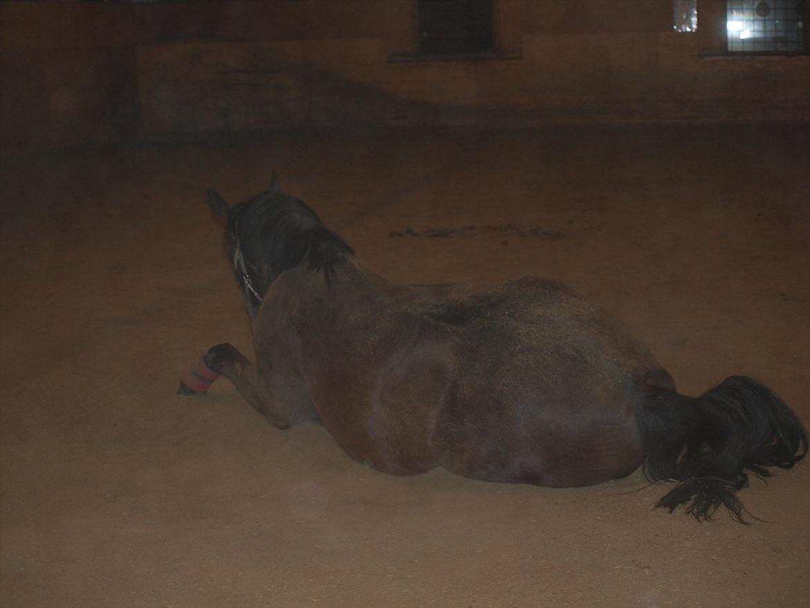 Hannoveraner Hotstuff R.I.P billede 10