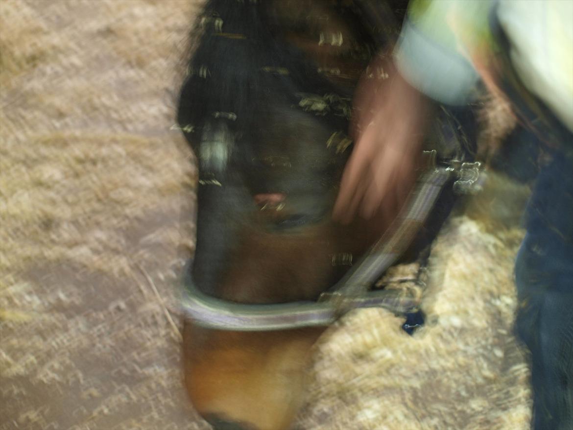 Hannoveraner Hotstuff R.I.P billede 11