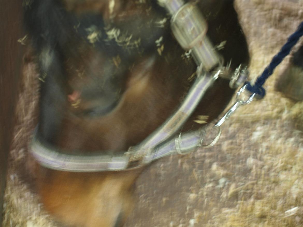 Hannoveraner Hotstuff R.I.P billede 12