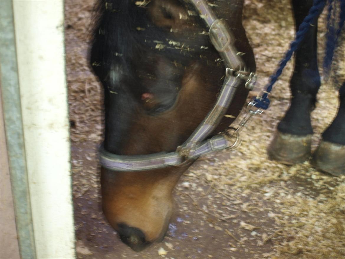 Hannoveraner Hotstuff R.I.P billede 13