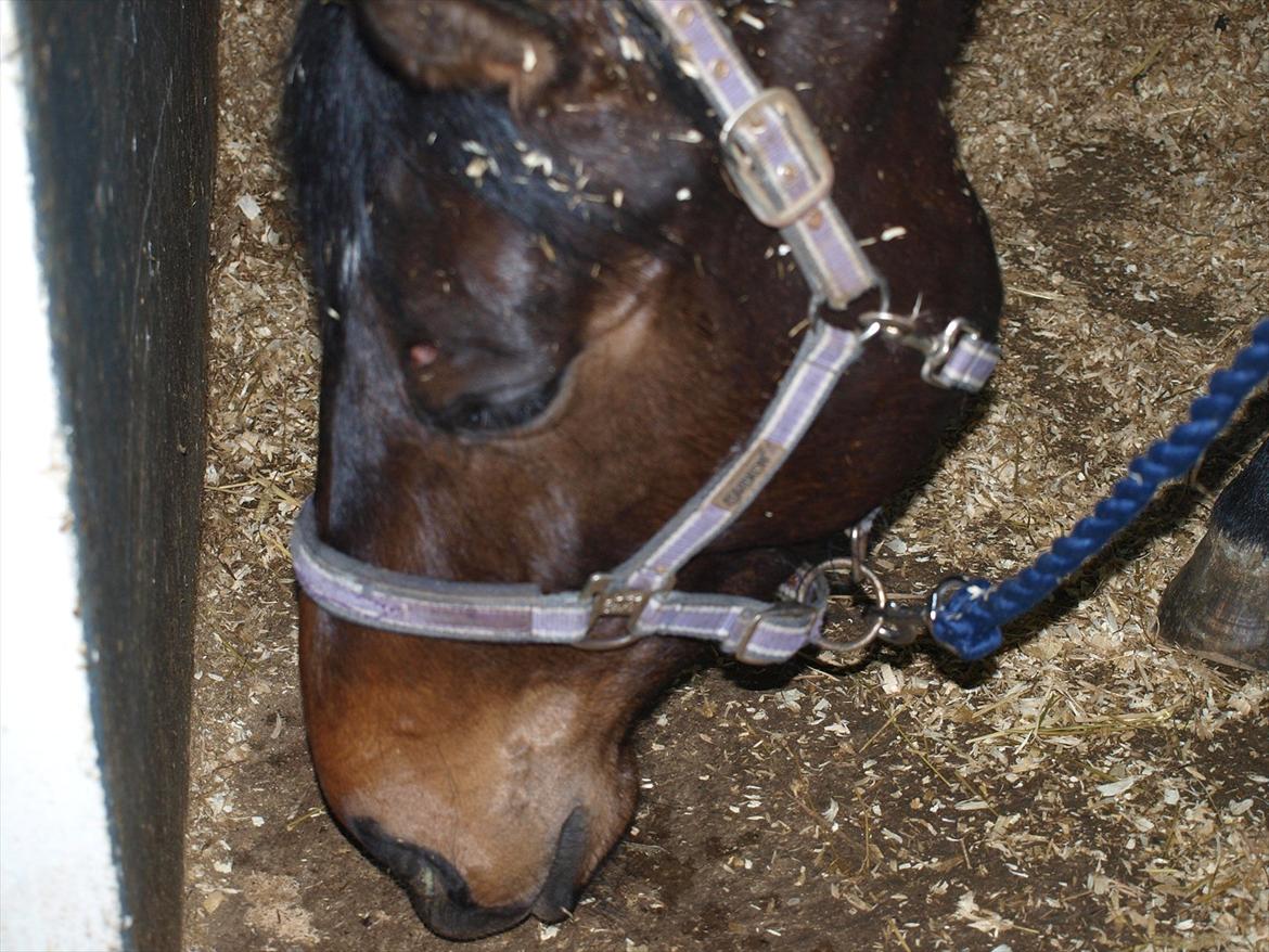 Hannoveraner Hotstuff R.I.P billede 14