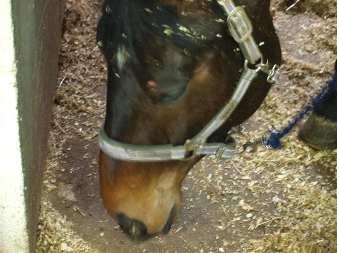 Hannoveraner Hotstuff R.I.P billede 15