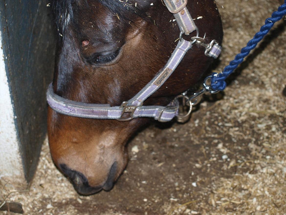 Hannoveraner Hotstuff R.I.P billede 16