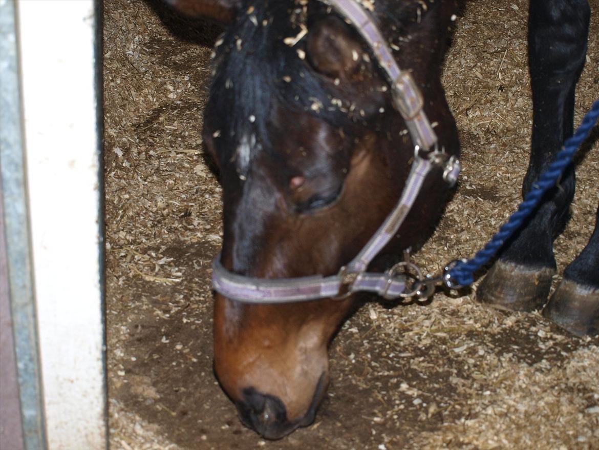 Hannoveraner Hotstuff R.I.P billede 17