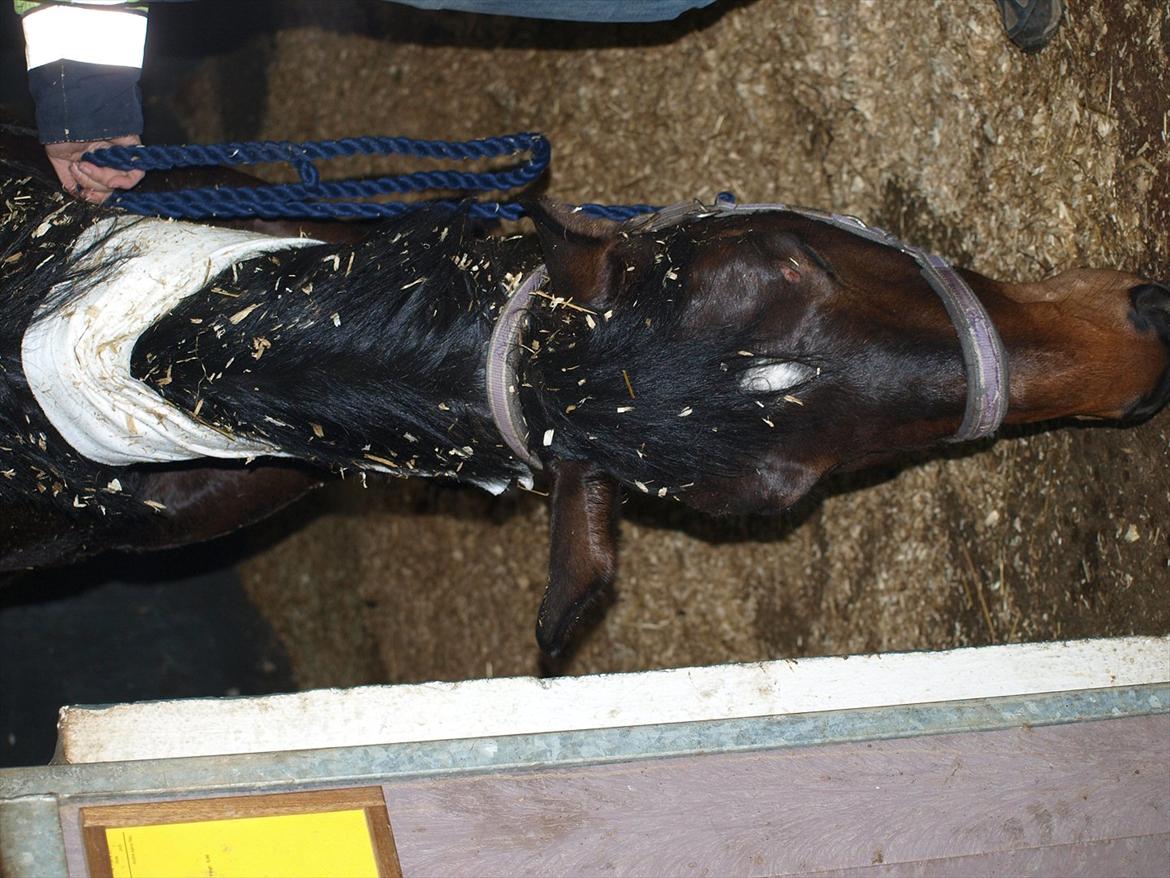 Hannoveraner Hotstuff R.I.P billede 18