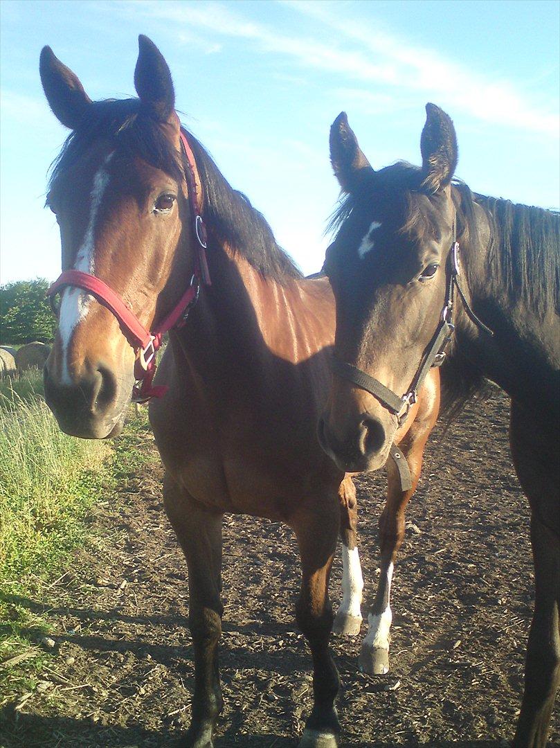 Traver Prince Del (Prins) - Prins sammen med Nanna's Cavalir, synes at det er sådan et godt billede :) billede 9