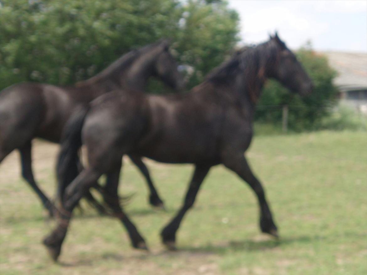 Frieser Eminenz af Hulkaer billede 4