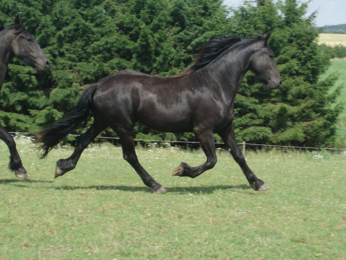 Frieser Eminenz af Hulkaer billede 5