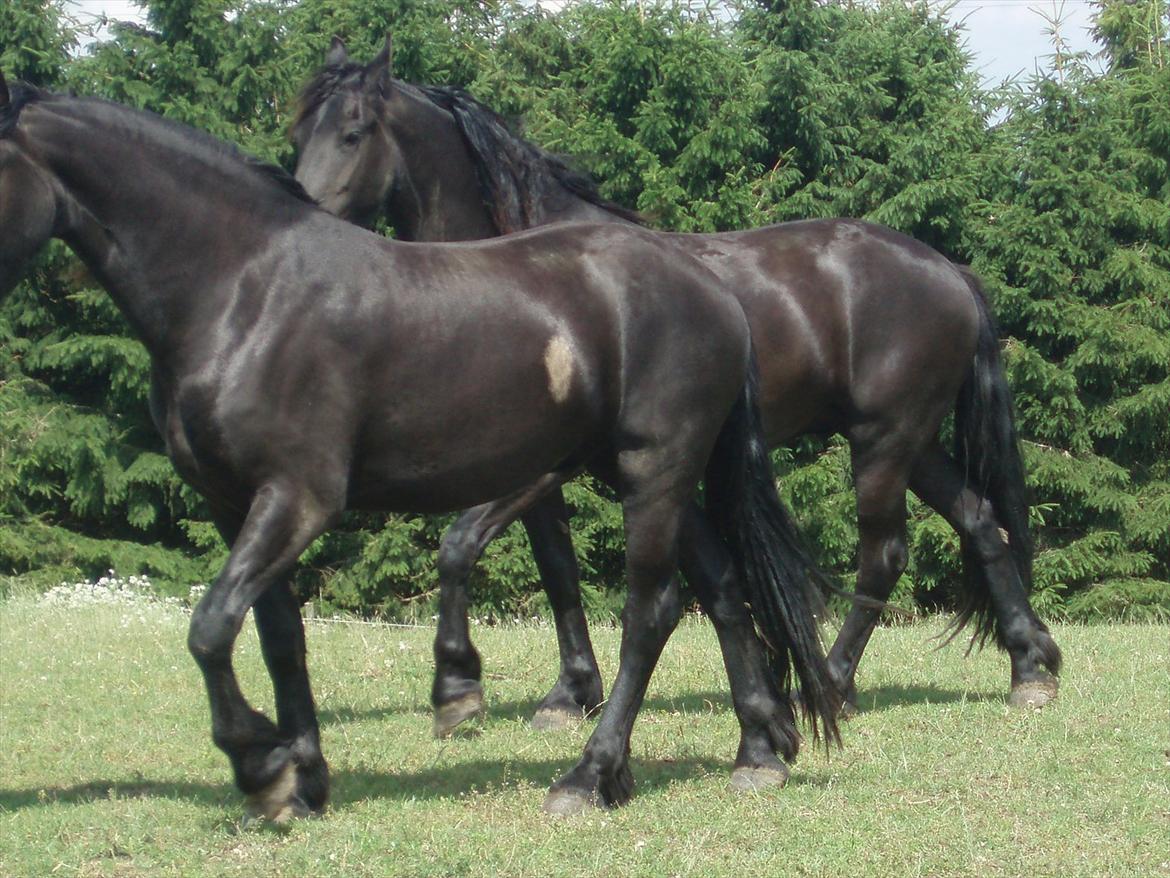 Frieser Eminenz af Hulkaer billede 6