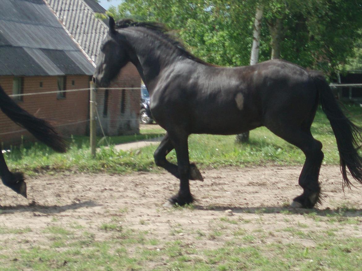 Frieser Eminenz af Hulkaer billede 7