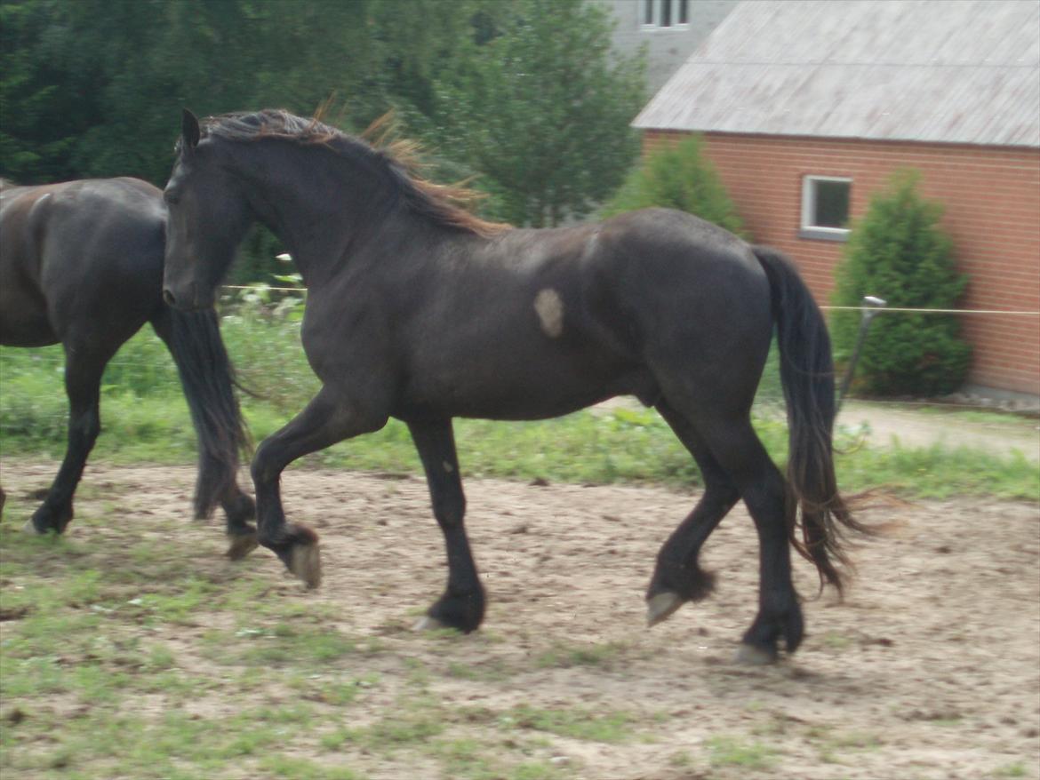 Frieser Eminenz af Hulkaer billede 8