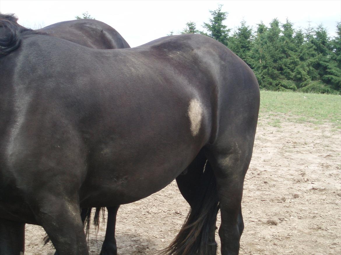 Frieser Eminenz af Hulkaer billede 9