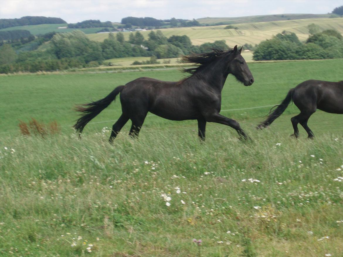 Frieser Eminenz af Hulkaer billede 10