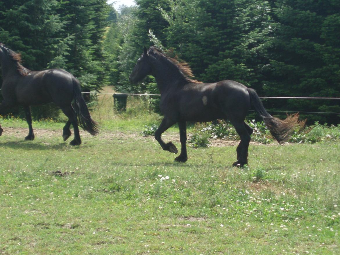 Frieser Eminenz af Hulkaer billede 12