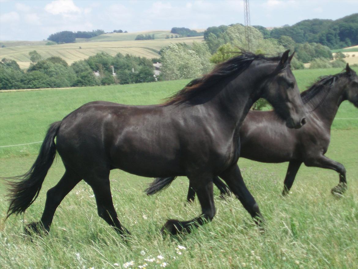 Frieser Eminenz af Hulkaer billede 13