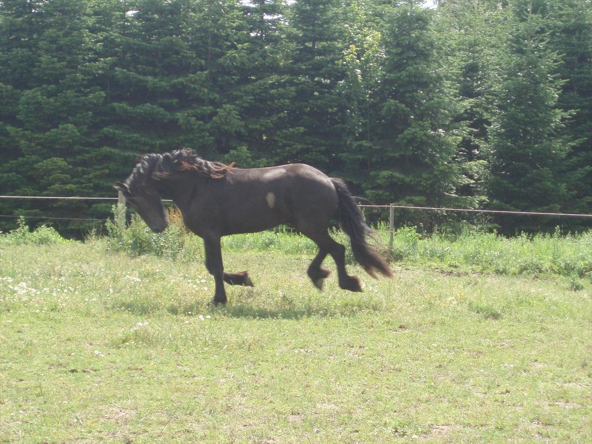 Frieser Eminenz af Hulkaer billede 14
