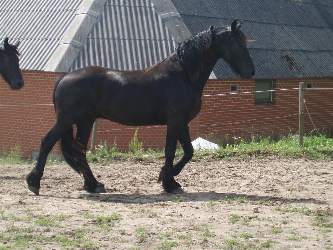 Frieser Eminenz af Hulkaer billede 15