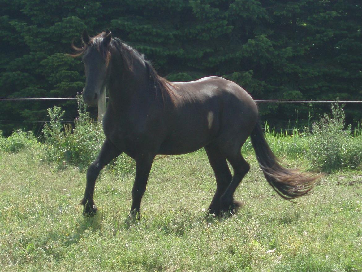 Frieser Eminenz af Hulkaer billede 16