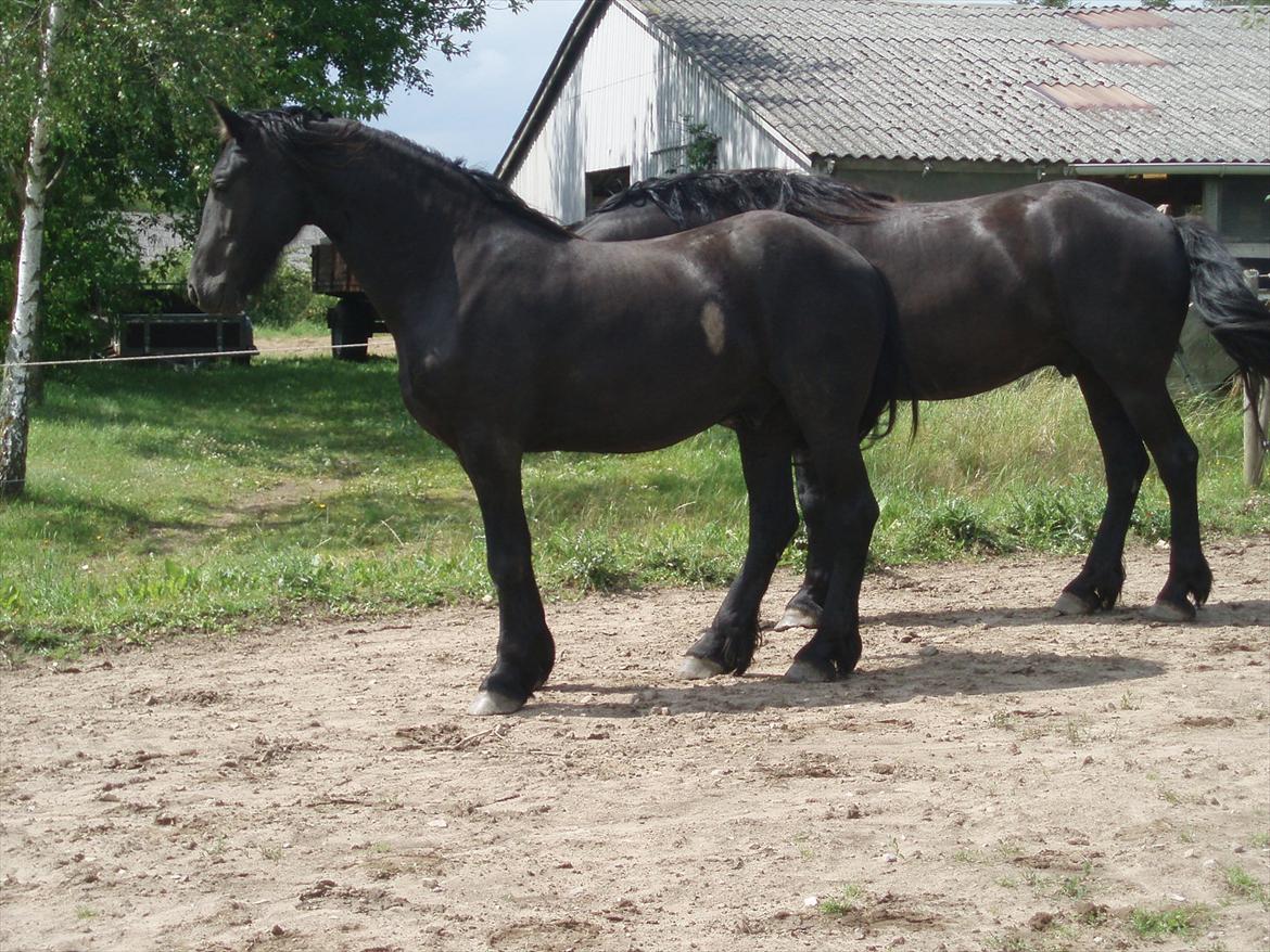 Frieser Eminenz af Hulkaer billede 17