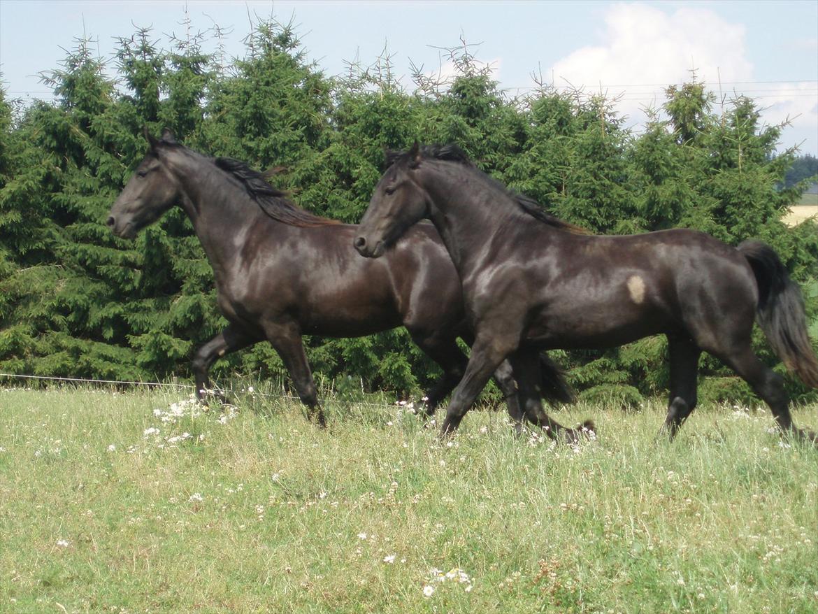 Frieser Eminenz af Hulkaer billede 18