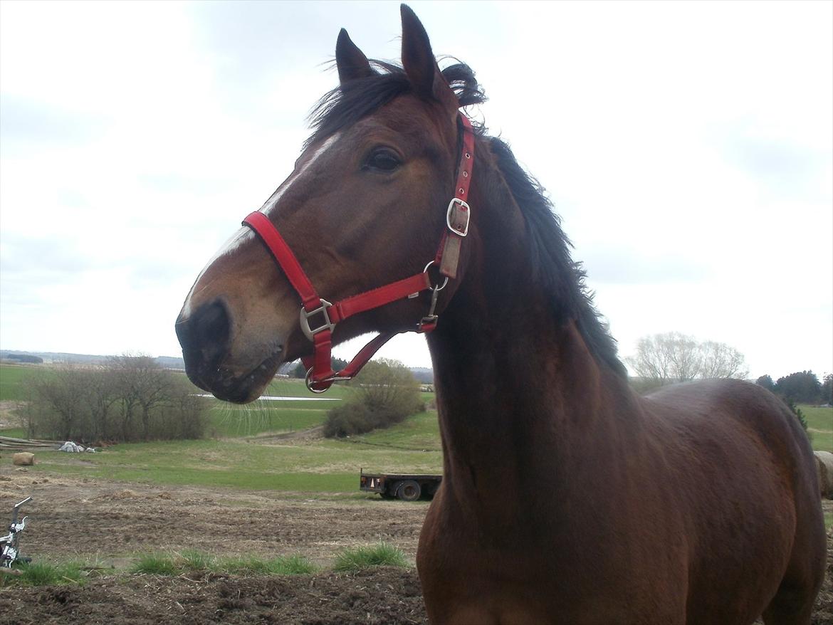 Traver Prince Del (Prins) billede 11