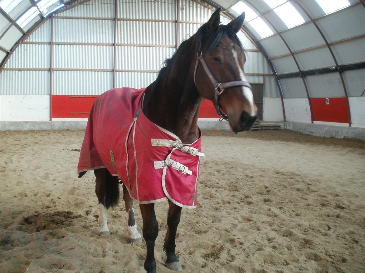 Traver Prince Del (Prins) billede 10