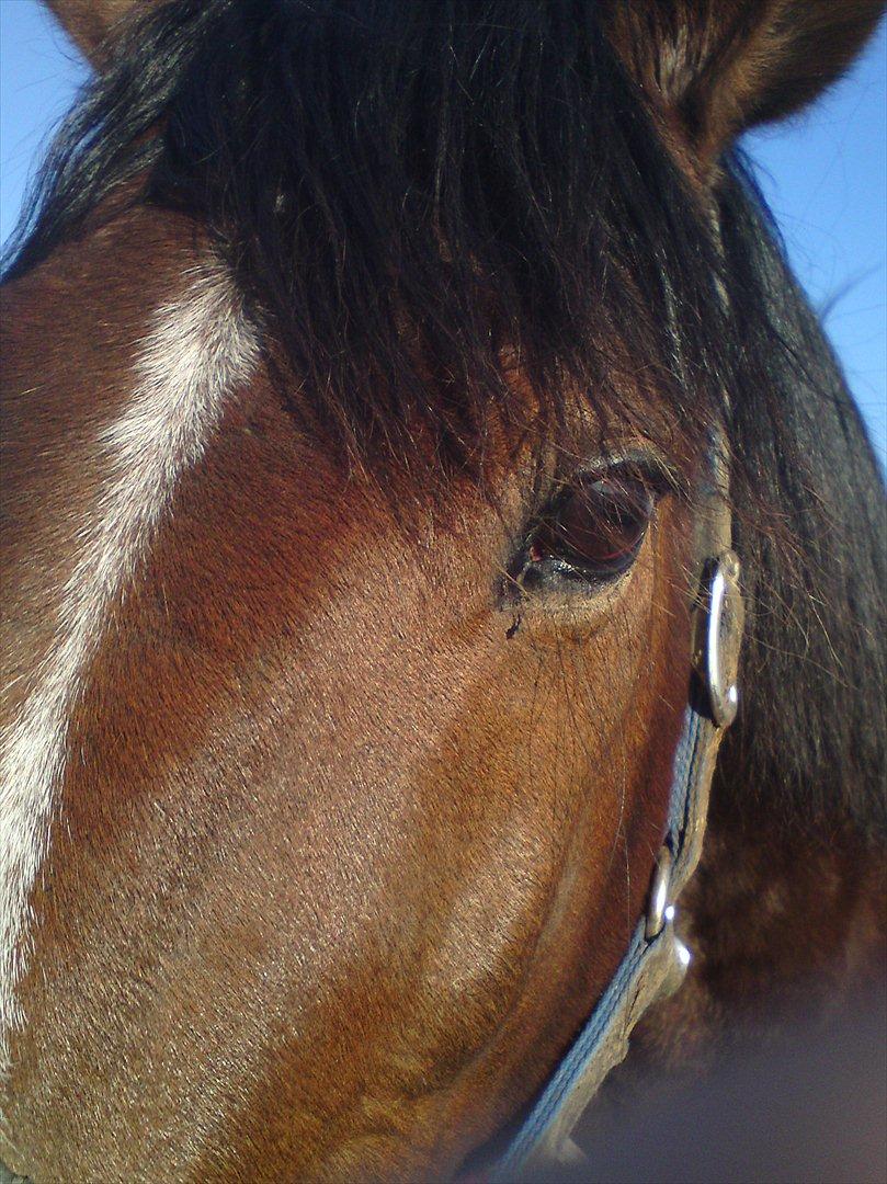 Traver Prince Del (Prins) billede 2