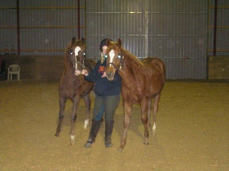 New Forest Cosmo - De to afkom min tante fik efter Cosmo (:  billede 20