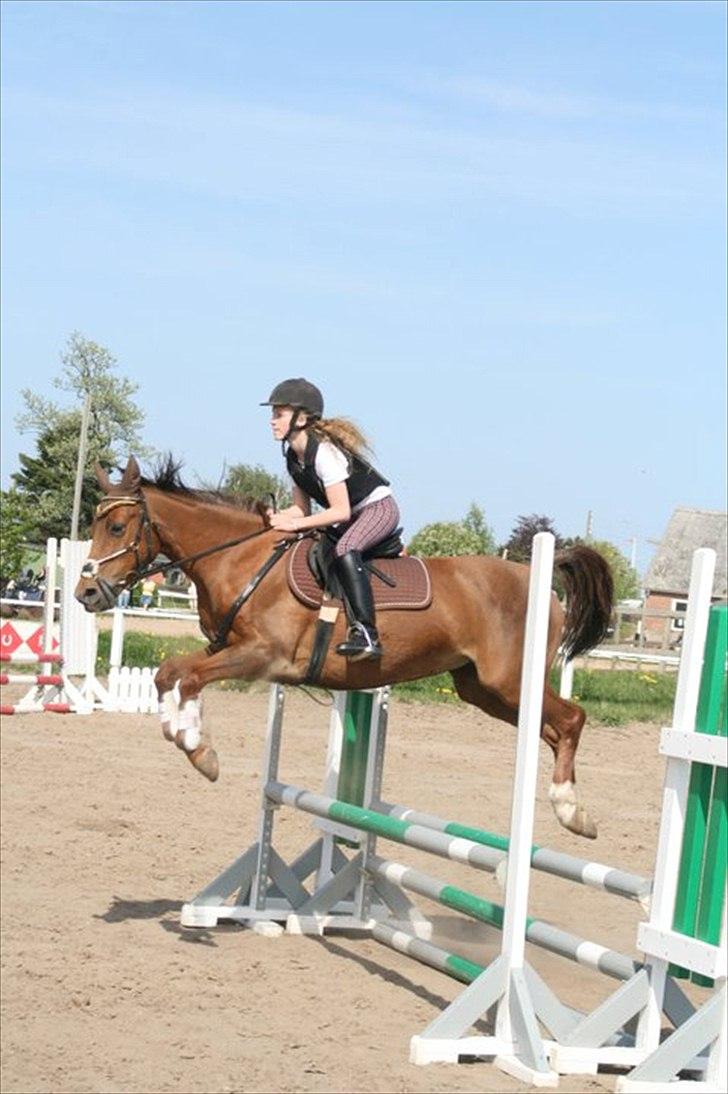 Welsh Cob (sec D) misty ( solgt:´-/ ) - hun springer mega højt over<3 billede 8