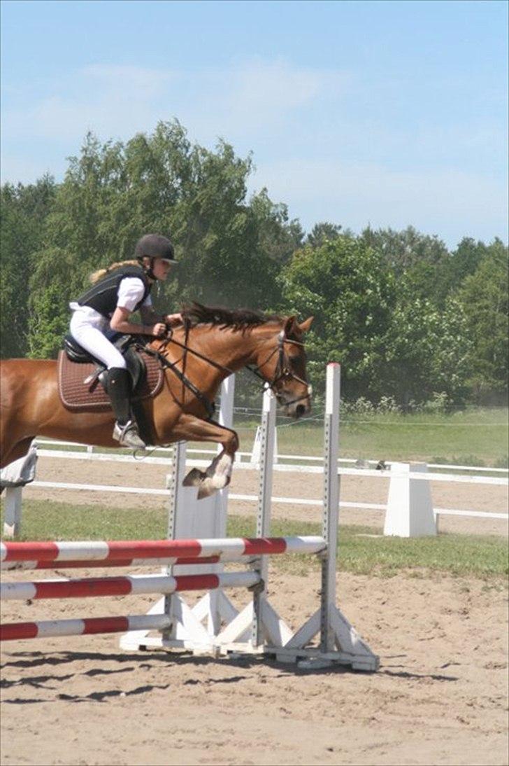 Welsh Cob (sec D) misty ( solgt:´-/ ) - jeg elsker når hun spring godt som her<3 billede 9