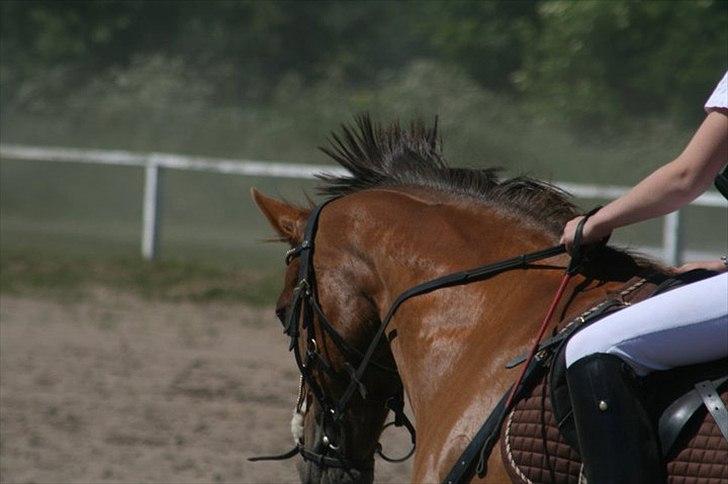 Welsh Cob (sec D) misty ( solgt:´-/ ) - hun går til biddet på spring bane sygt<3 billede 11