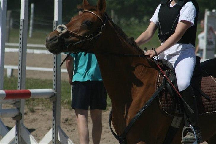 Welsh Cob (sec D) misty ( solgt:´-/ ) - lidt fræk må man godt være<3 billede 12