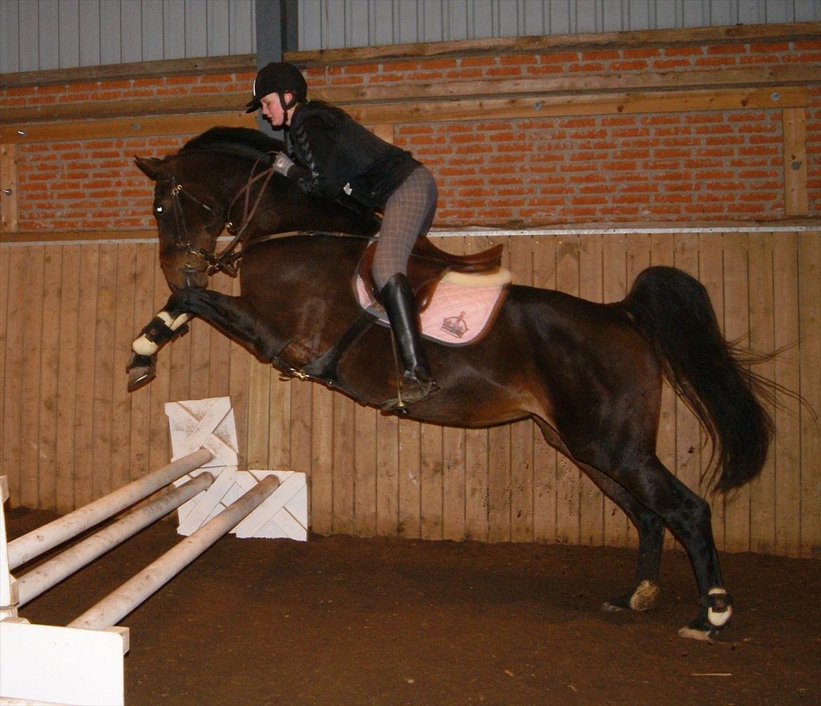 Dansk Varmblod Chanelli *RIP* - Første springtime på Svankjær, efter seneskaden. Det gik super godt! Fotograf: www.lvh-foto.dk billede 13