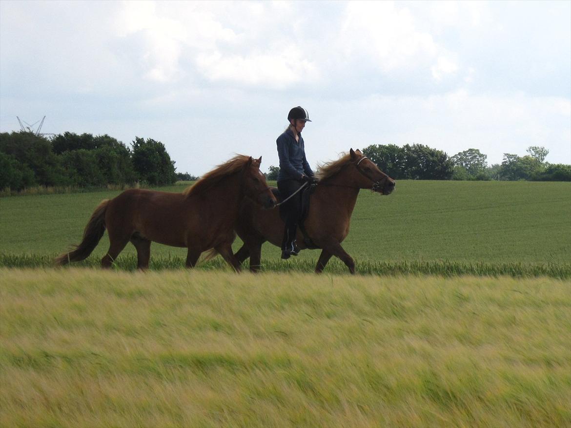 Islænder Blómi fra Engholm billede 5