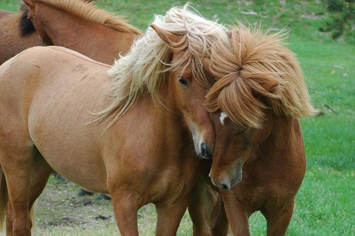 Islænder Asi fra Troldskov ( Solgt ) billede 2